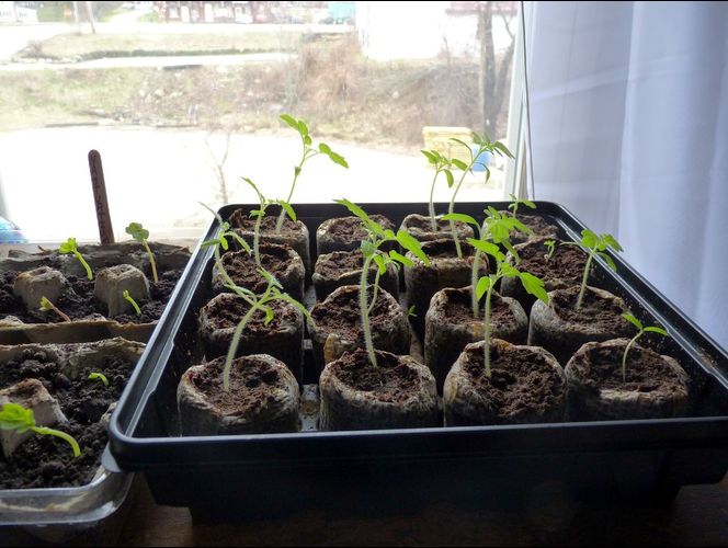 Cinco actividades químicas que se pueden hacer en casa