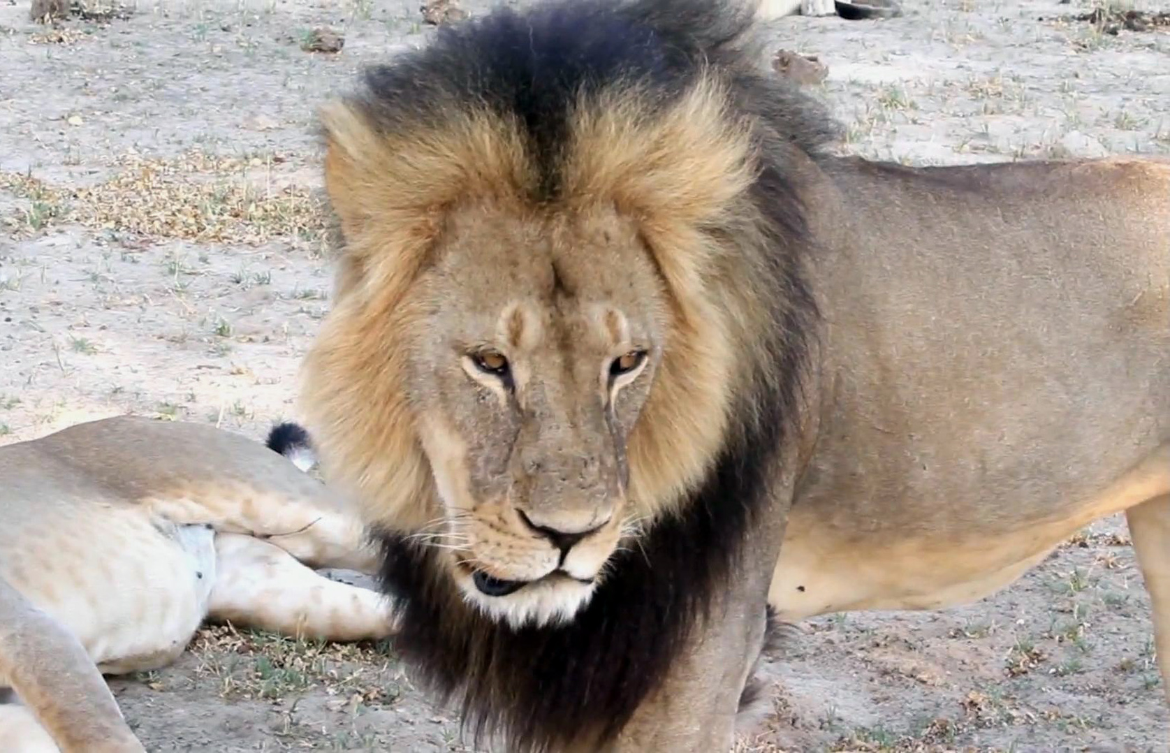 Cecil the lion. Photo: AP Photo/File