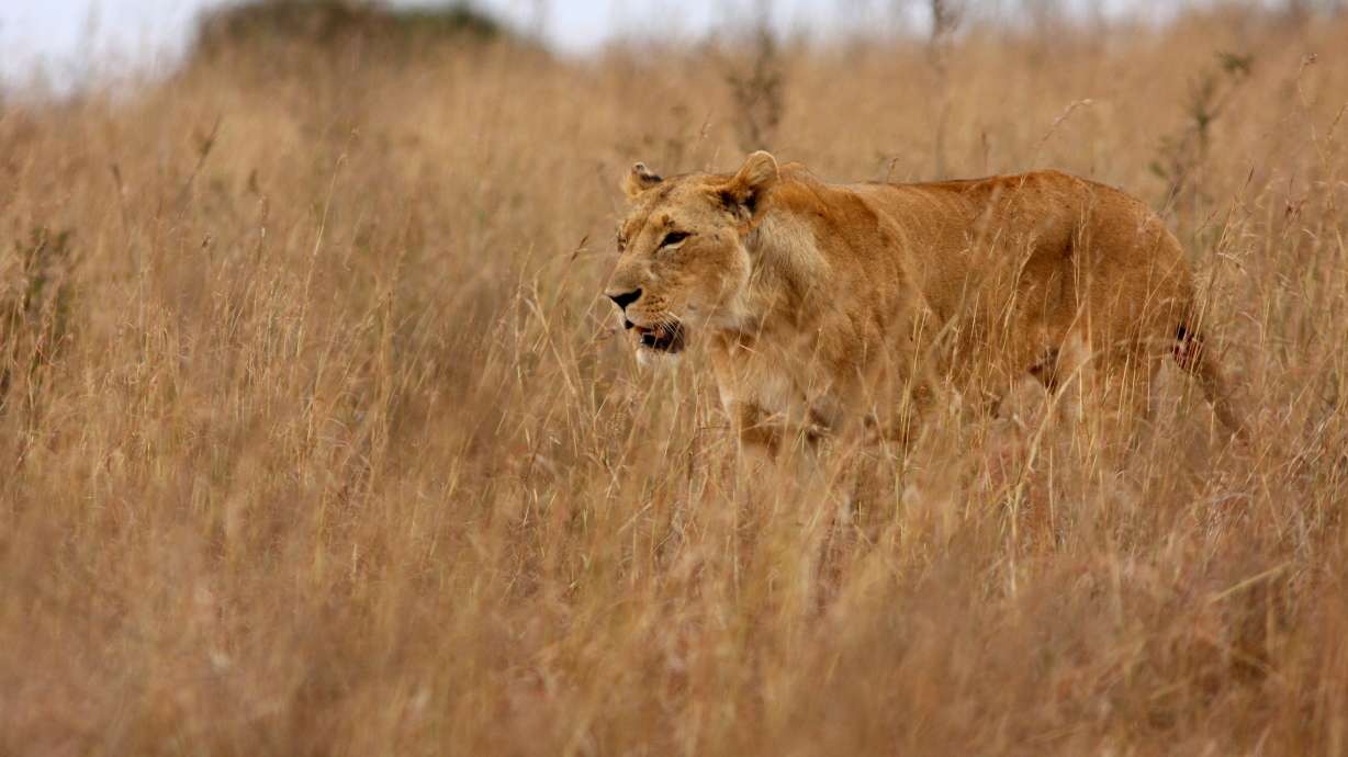 Correction: Africa-The Hunters story