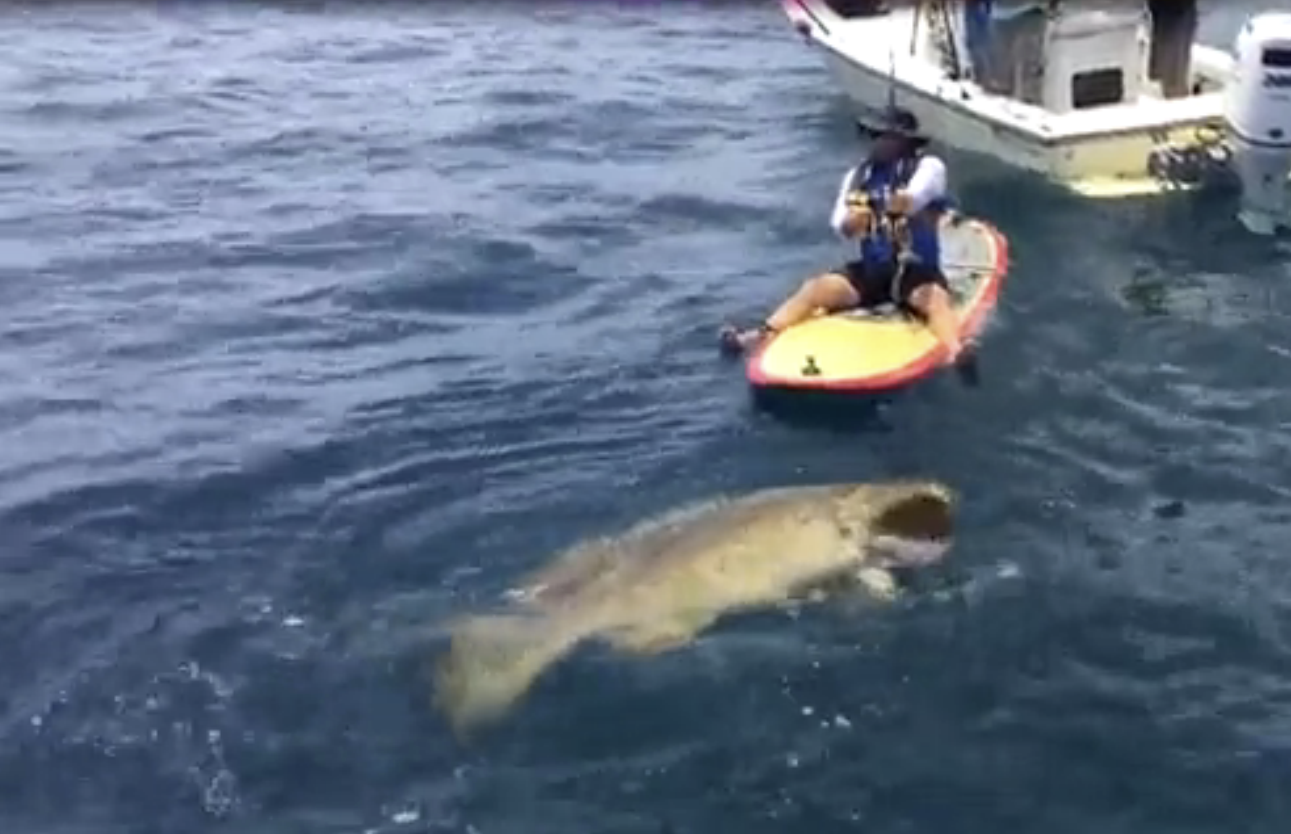 Florida man catches 412-pound grouper on paddle board