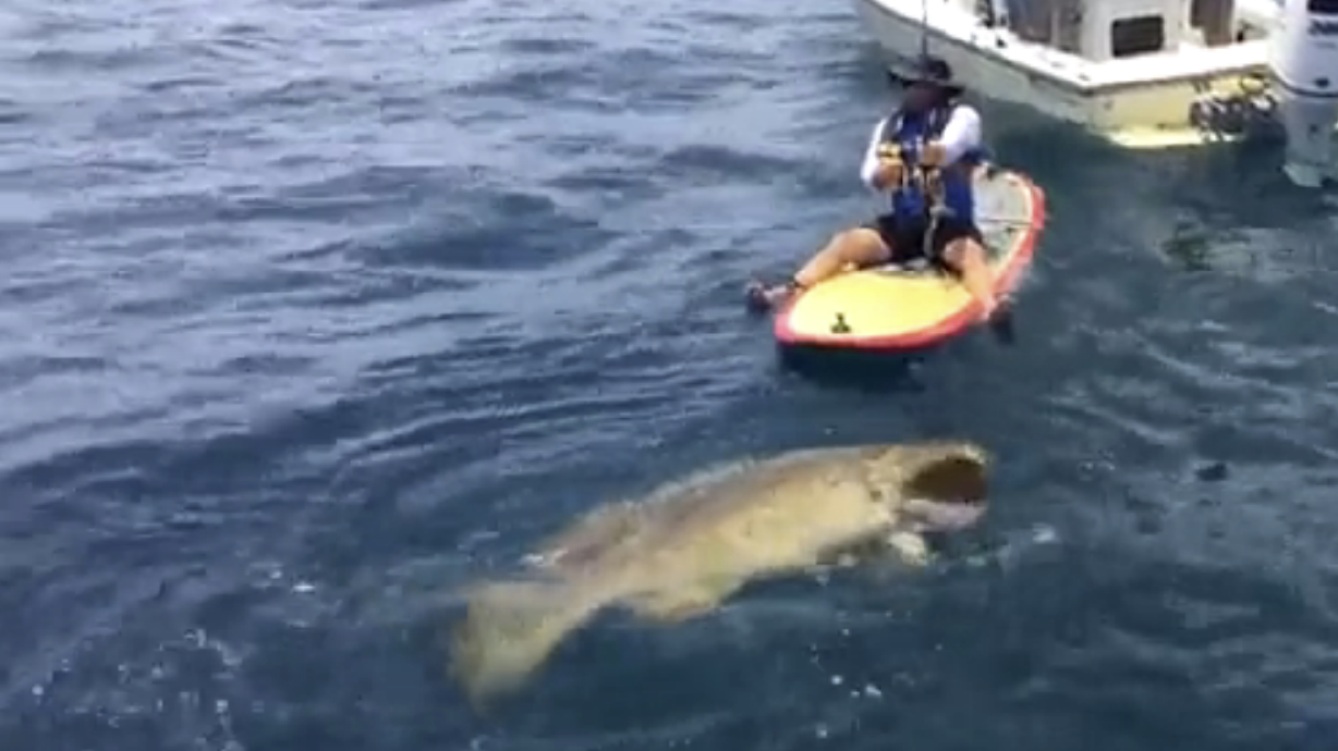 Florida man catches 412-pound grouper on paddle board