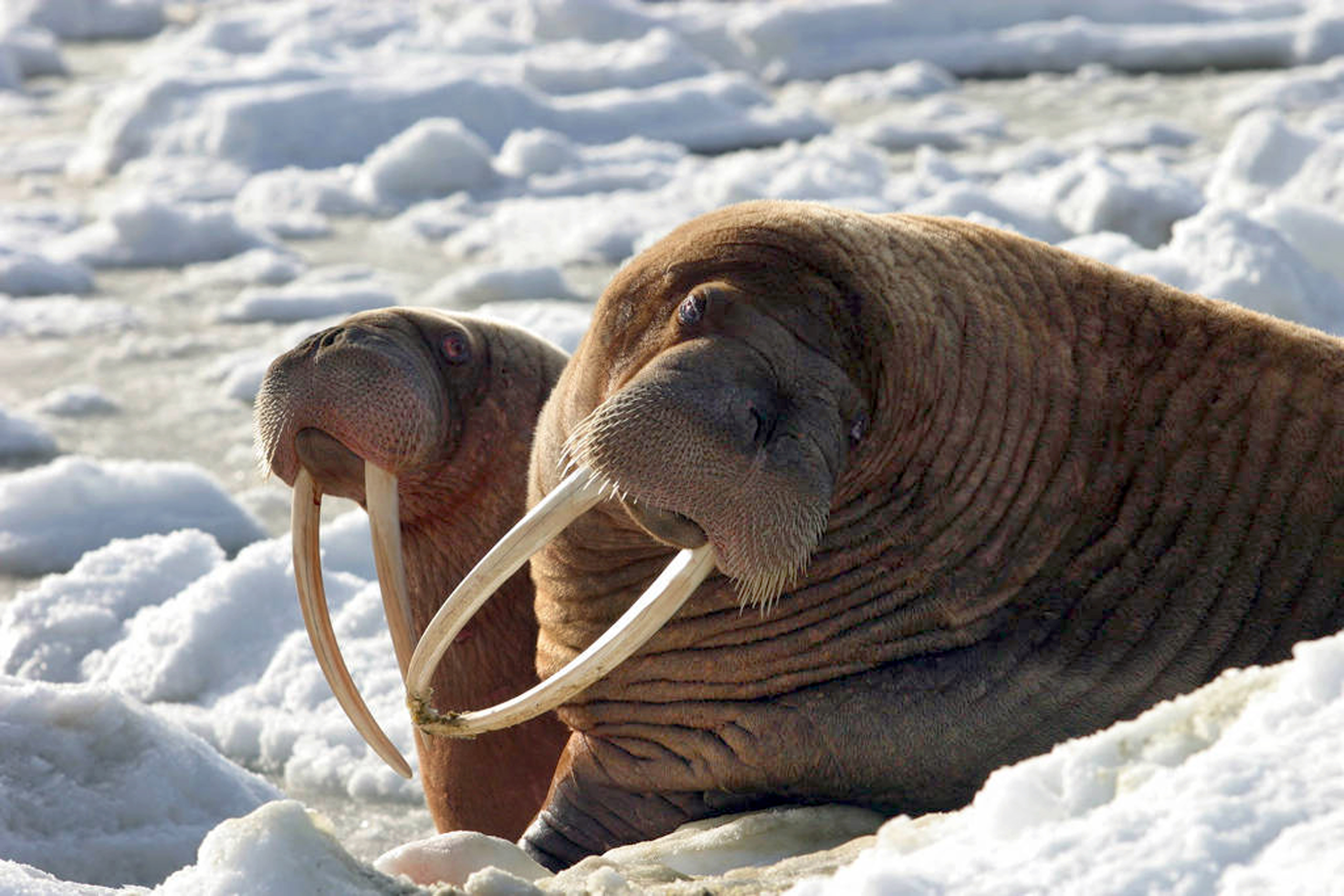 Warming climate leaves Alaskans with fewer walrus to hunt