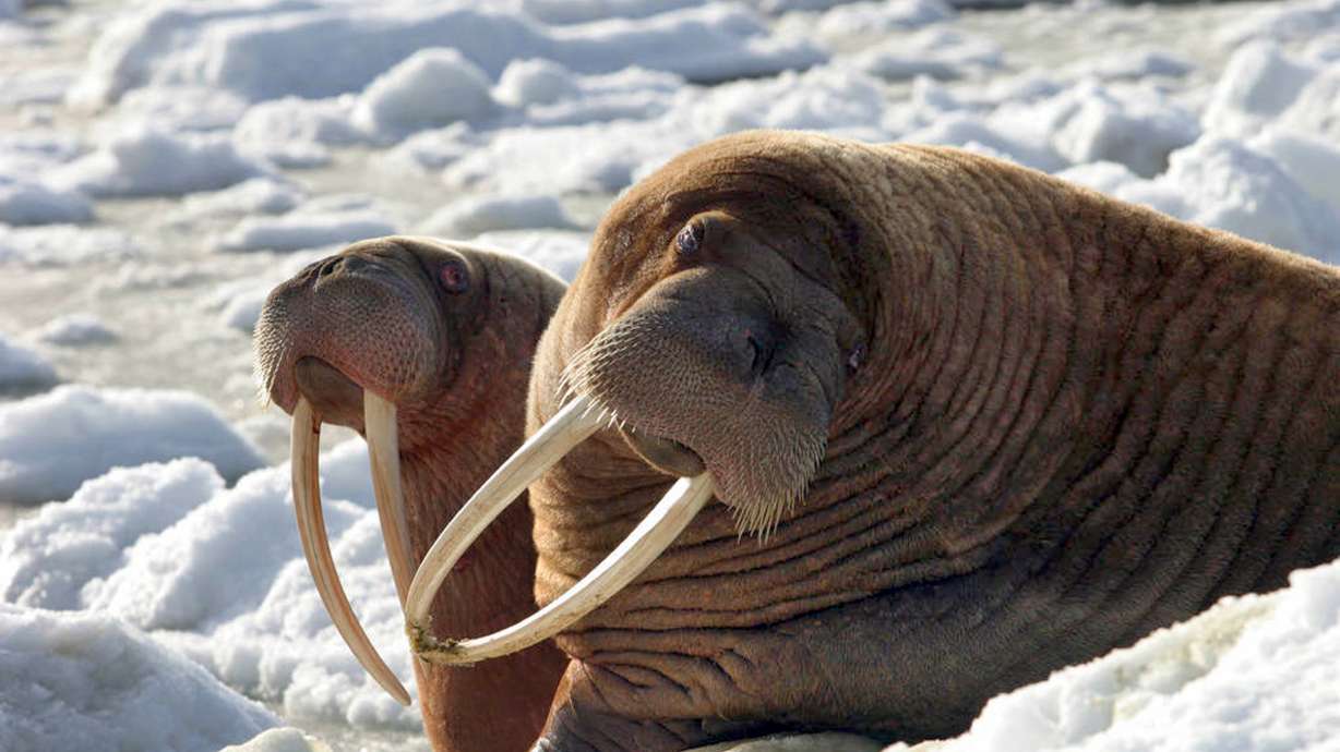 Warming climate leaves Alaskans with fewer walrus to hunt