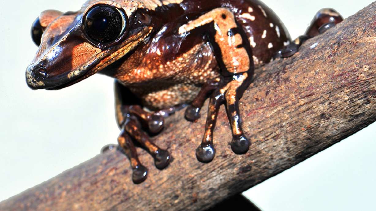'Head-butting' venomous frogs discovered with help from USU