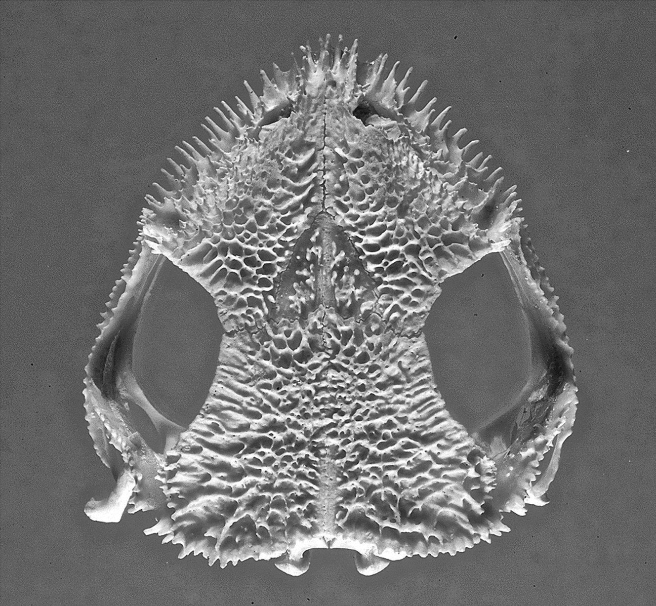 An image shows sharp spines protruding from the skull of the venomous frog, C. greeningi. (Photo: Carlos Jared/Butantan Institute, Brazil)