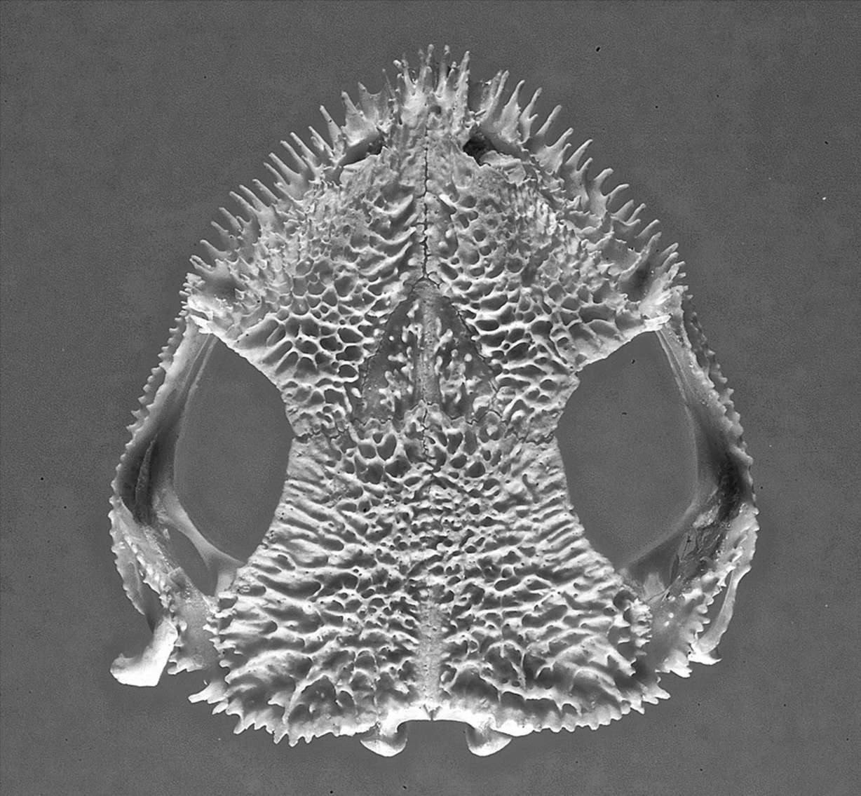 An image shows sharp spines protruding from the skull of the venomous frog, C. greeningi. (Photo: Carlos Jared/Butantan Institute, Brazil)