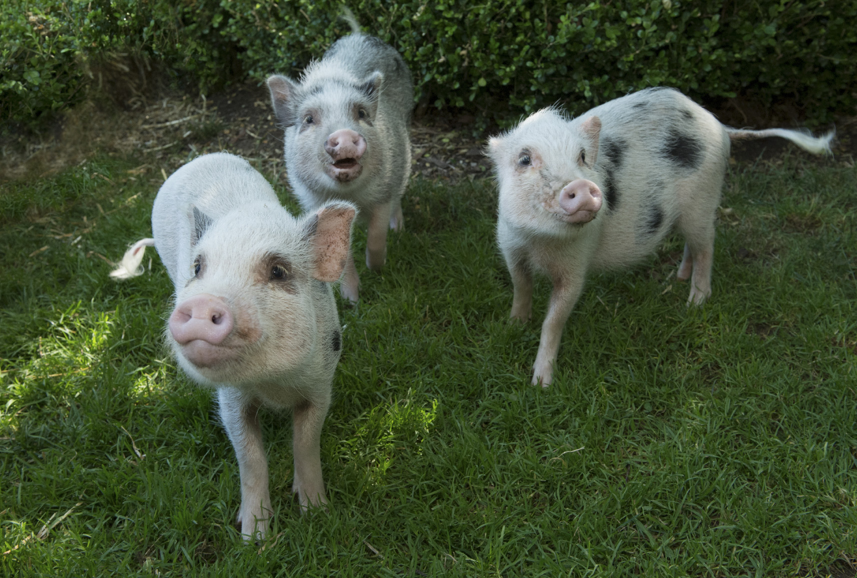 3 little pigs are making their debut at New York City zoo