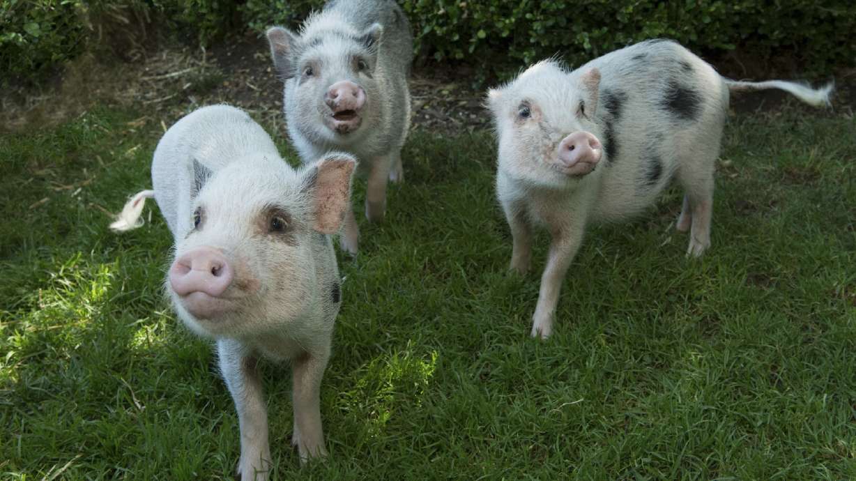 3 little pigs are making their debut at New York City zoo