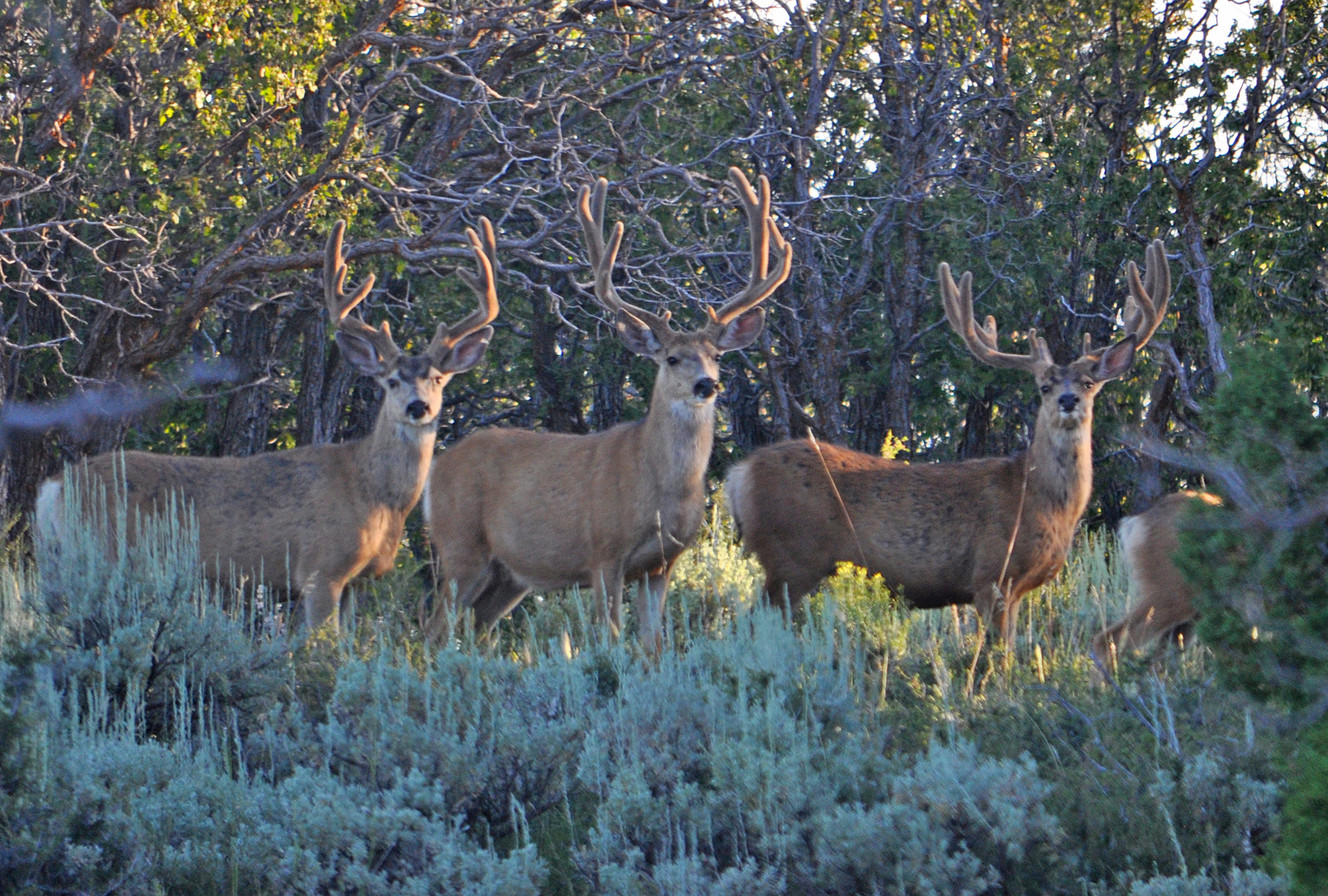 Safety tips for fall archery hunters