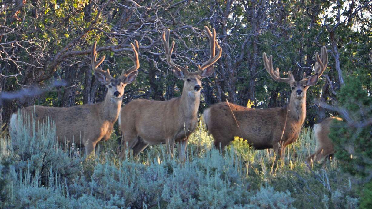 Safety tips for fall archery hunters