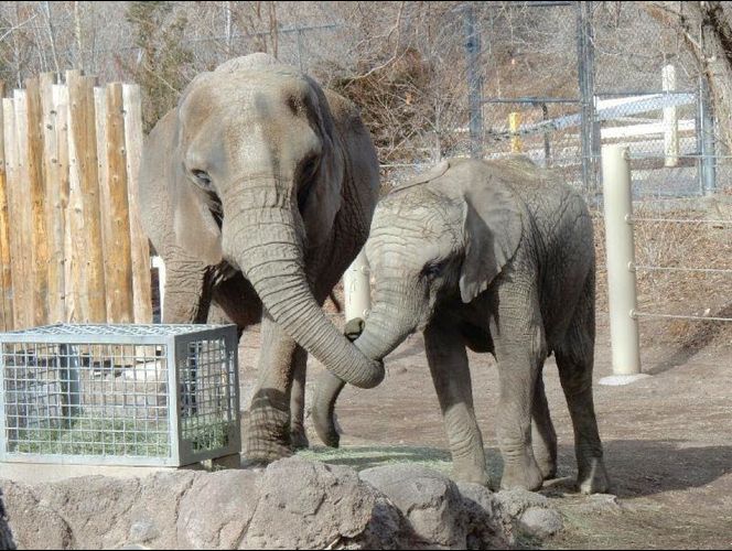 Zoológico de UT de luto por sacrificio de la elefante abuela; las otras 2 elefantes se despidieron