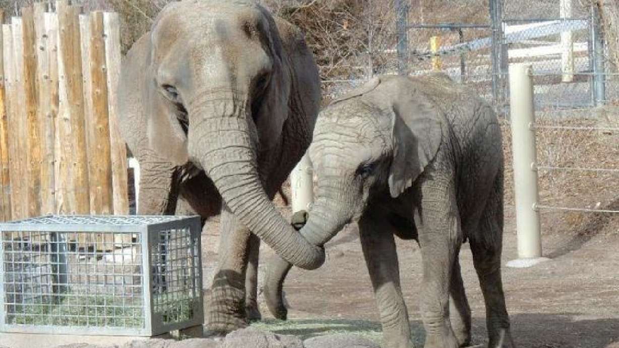 Zoológico de UT de luto por sacrificio de la elefante abuela; las otras 2 elefantes se despidieron
