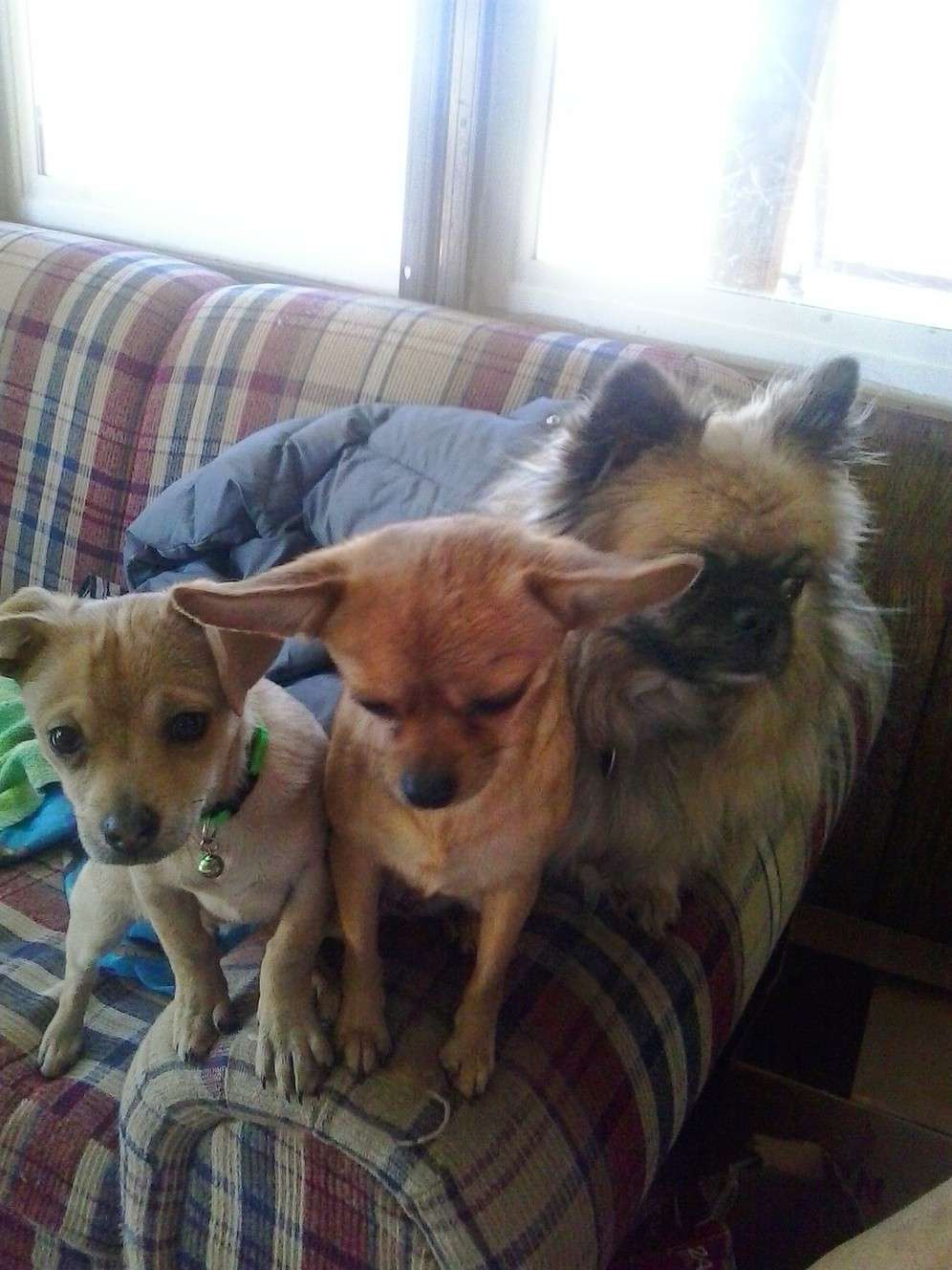 Ryker, the dog on the left, may still be alive. (Photo: Family photo)