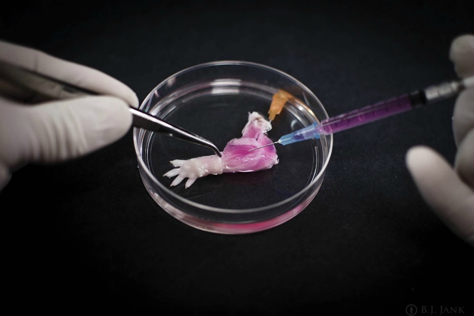 Out on a limb: Pioneering scientists grow monkey arms in the lab
