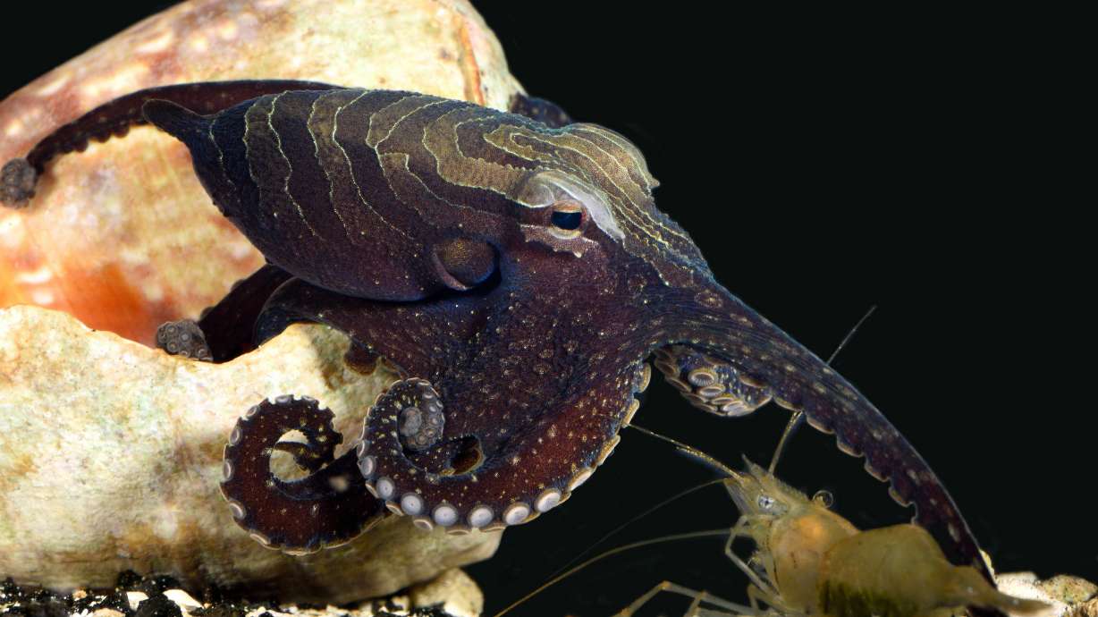 Odd suckers: Octopus species that's weirdly social, romantic
