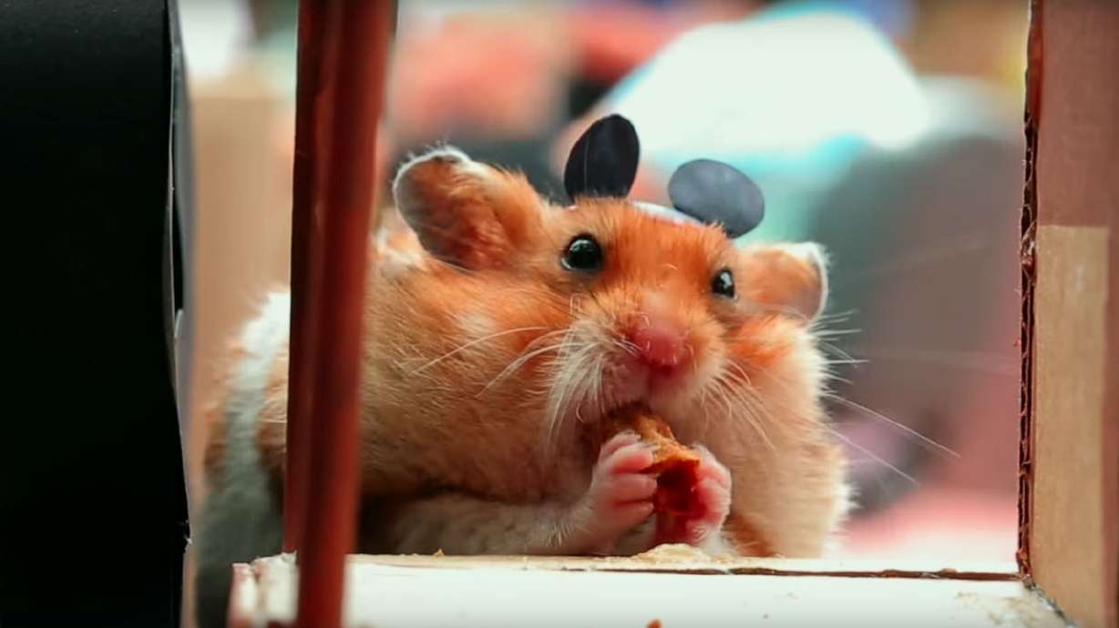 Have You Seen This? Tiny Hamster feels Disney World magic