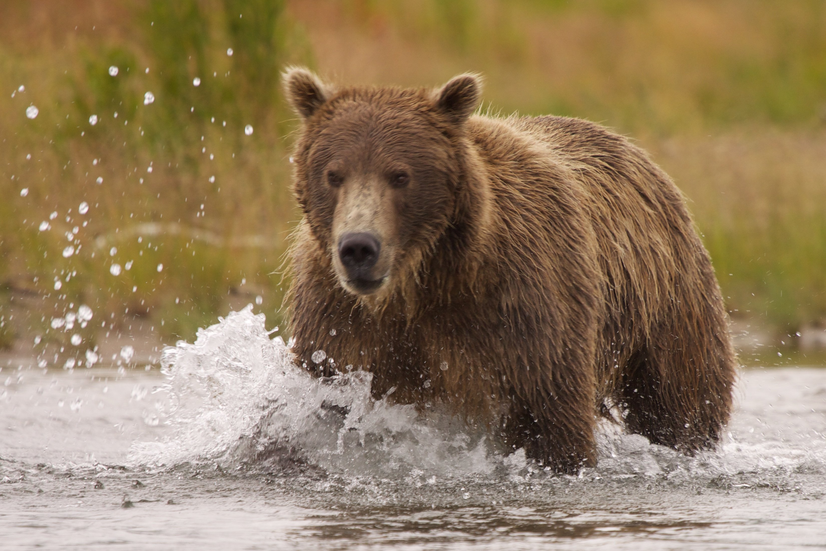 Elk hunter fights off grizzly bear attack in east Idaho