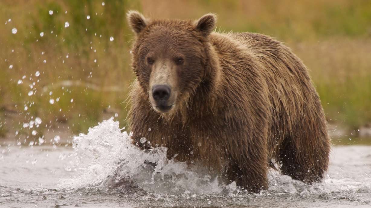Wyoming reduces proposed grizzly bear hunt number