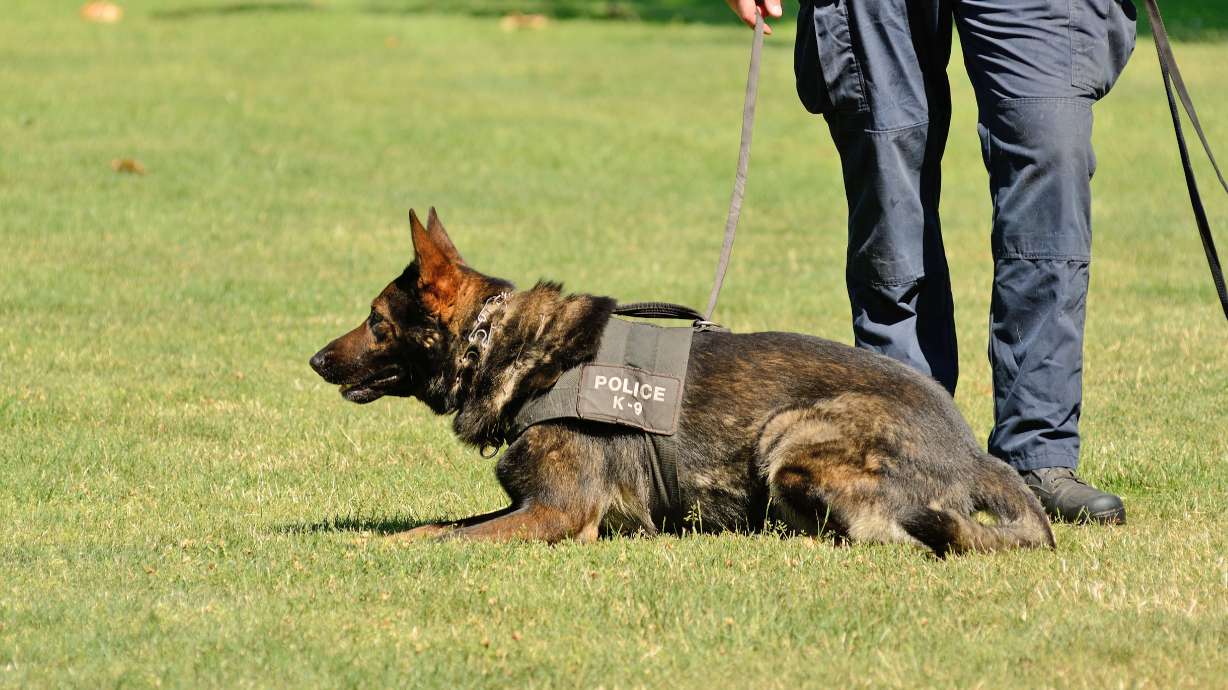 West Jordan man whose face was bitten by police dog reaches settlement