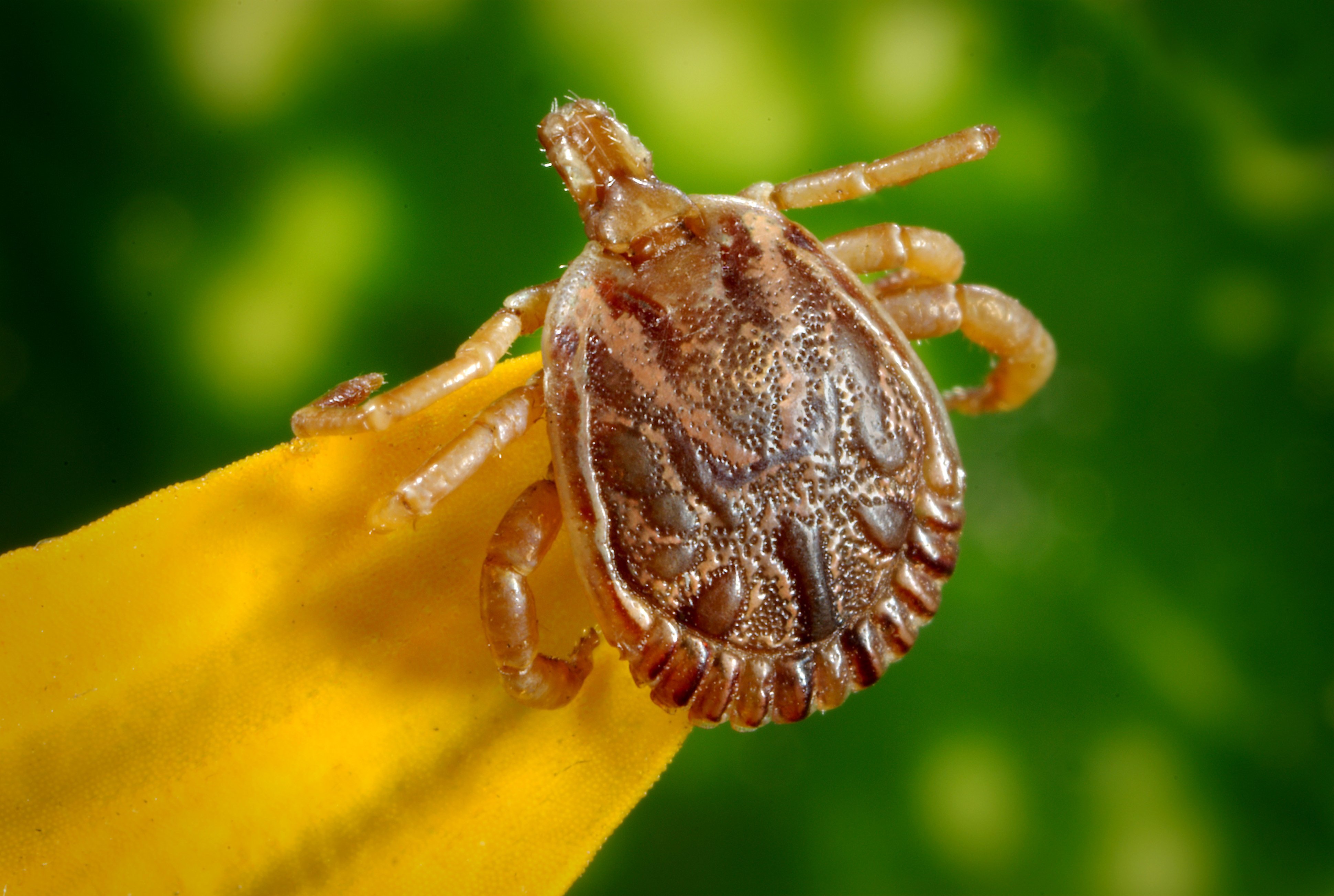 Grand Co. residents warned of insect-borne disease in Colo.