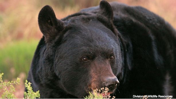 Hombre disfrazado de oso acosa a osa y sus oseznos