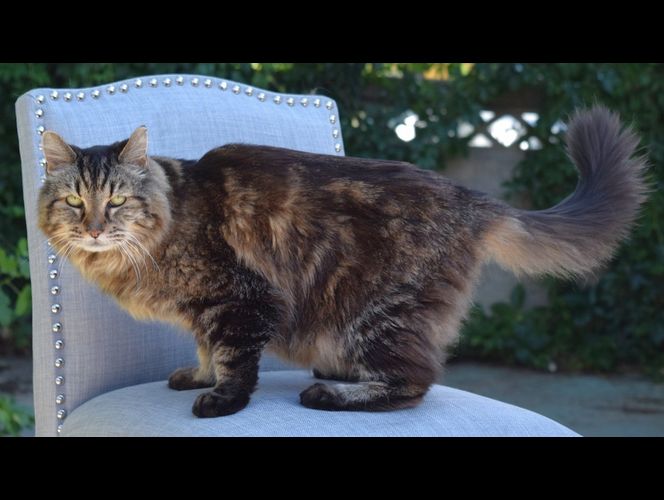 Corduroy, de 26 años, nombrado el gato más viejo aún vivo 