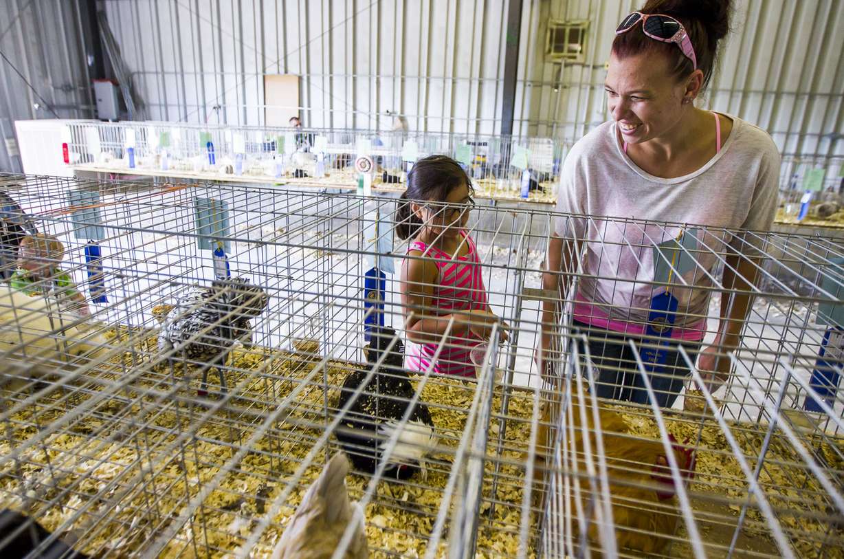 People check out the small animals during the 79th-annual Salt Lake County Fair in South Jordan on Saturday, Aug. 15, 2015. (Photo: Stacie Scott, Deseret News)