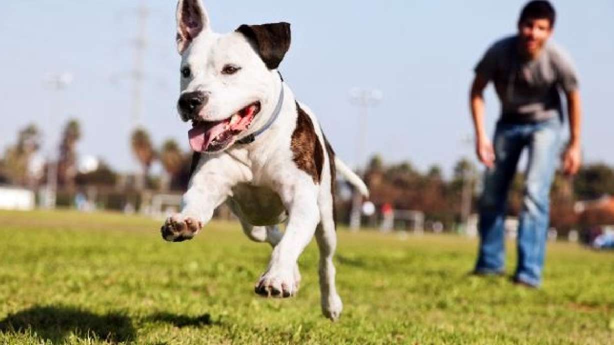 Idaho's dog ownership is the highest in the US