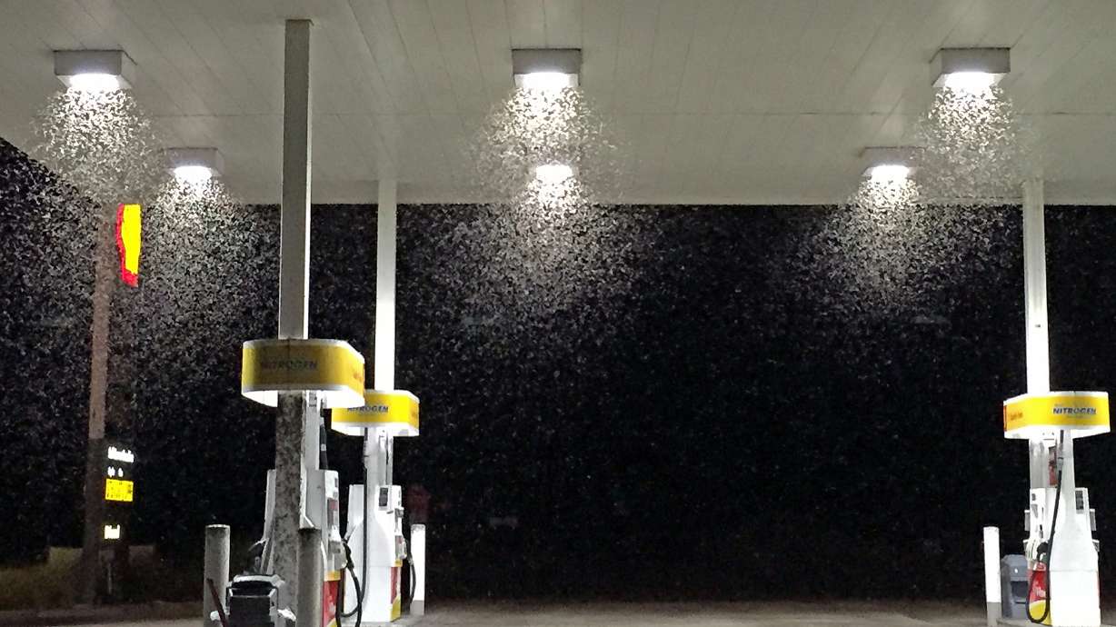 Seed bugs swarm California communities, invade homes, cars