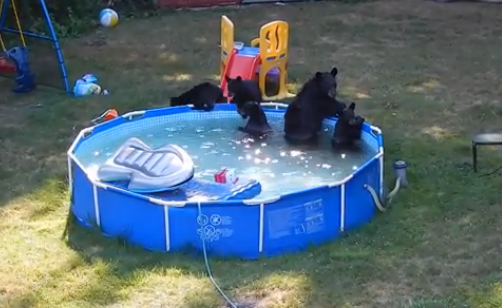 Mamá osa y sus 5 ositos se detienen a jugar en la piscina de una casa; familia captura vídeo