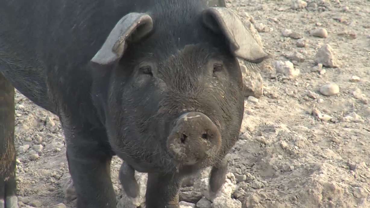 Smithfield Foods announced Friday it is closing the majority of its operation in Beaver County.