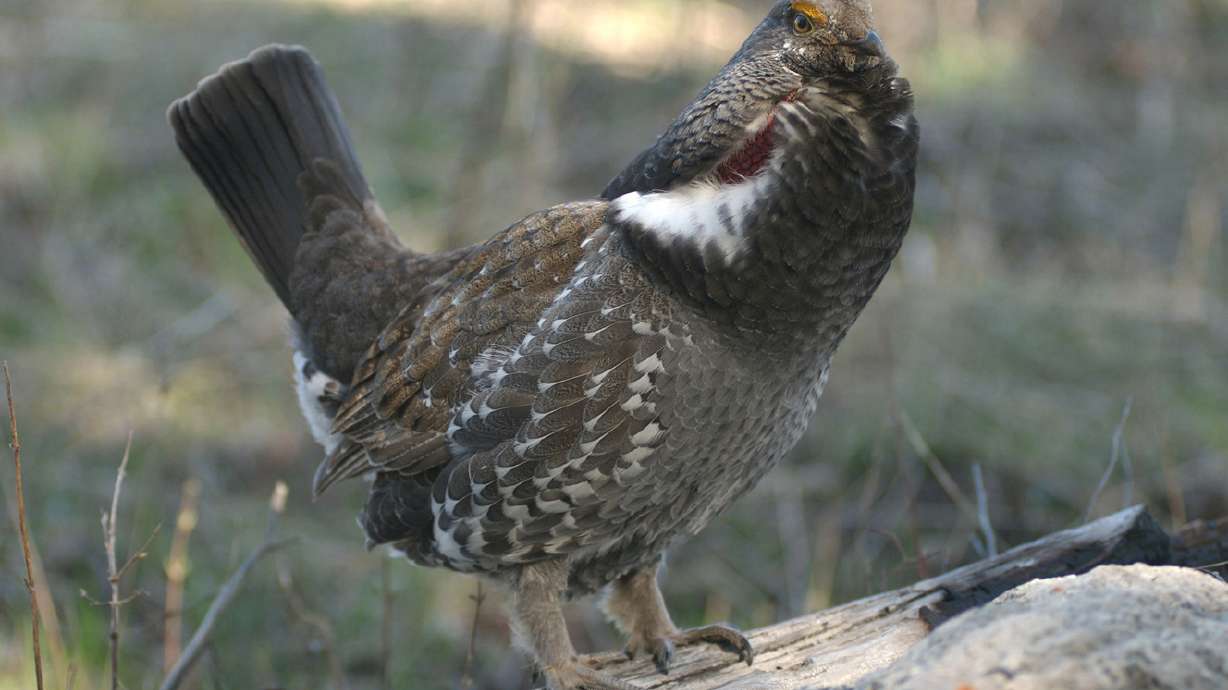 DWR: Best hunting for 3 Utah upland game species in 10 years