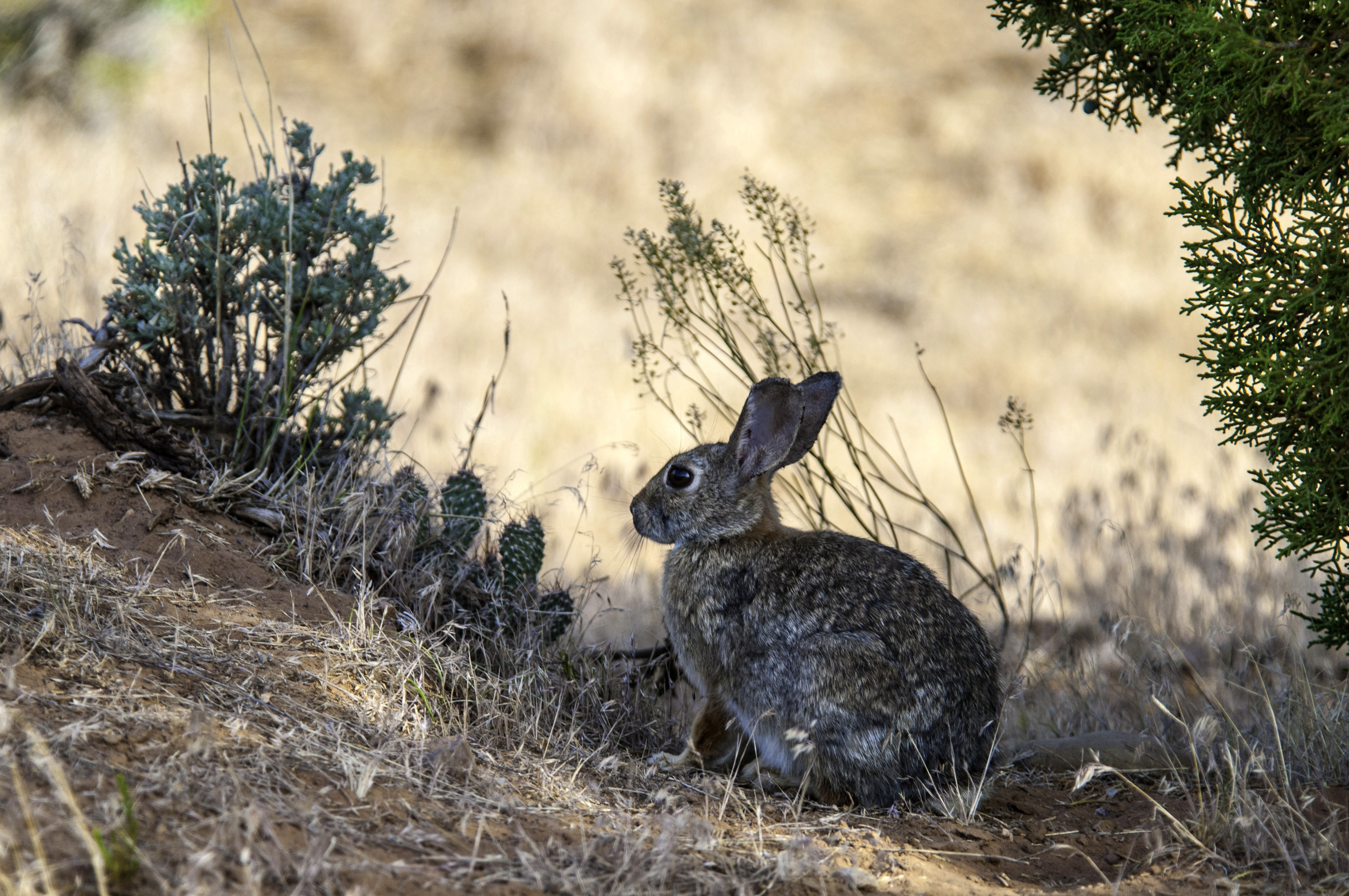 Cottontail rabbit. Photo Credit: Division of Wildlife Resources