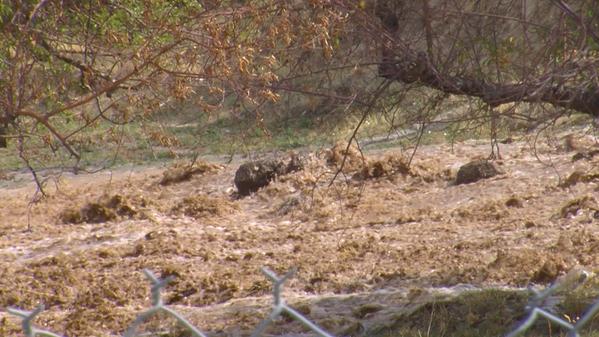 A breach in Salem's Highline Canal on Aug. 25 caused water to rush out into an orchard. (Photo: Sam Penrod, KSL-TV, file)