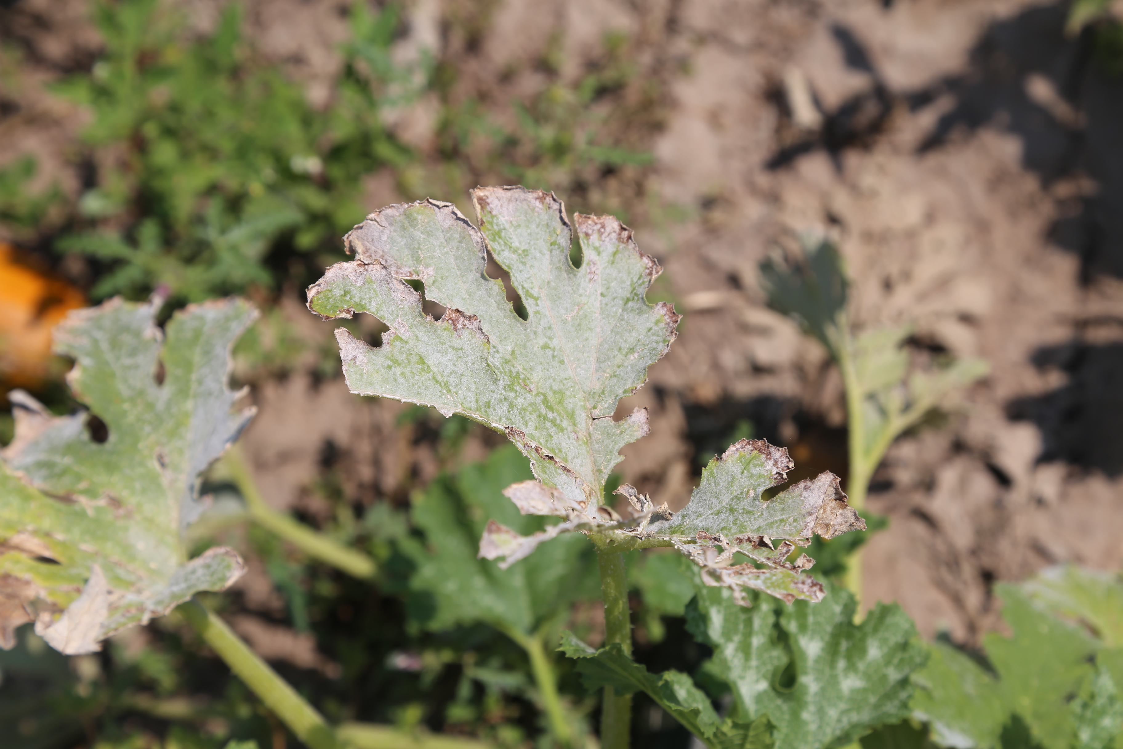 How to prevent 6 common garden diseases