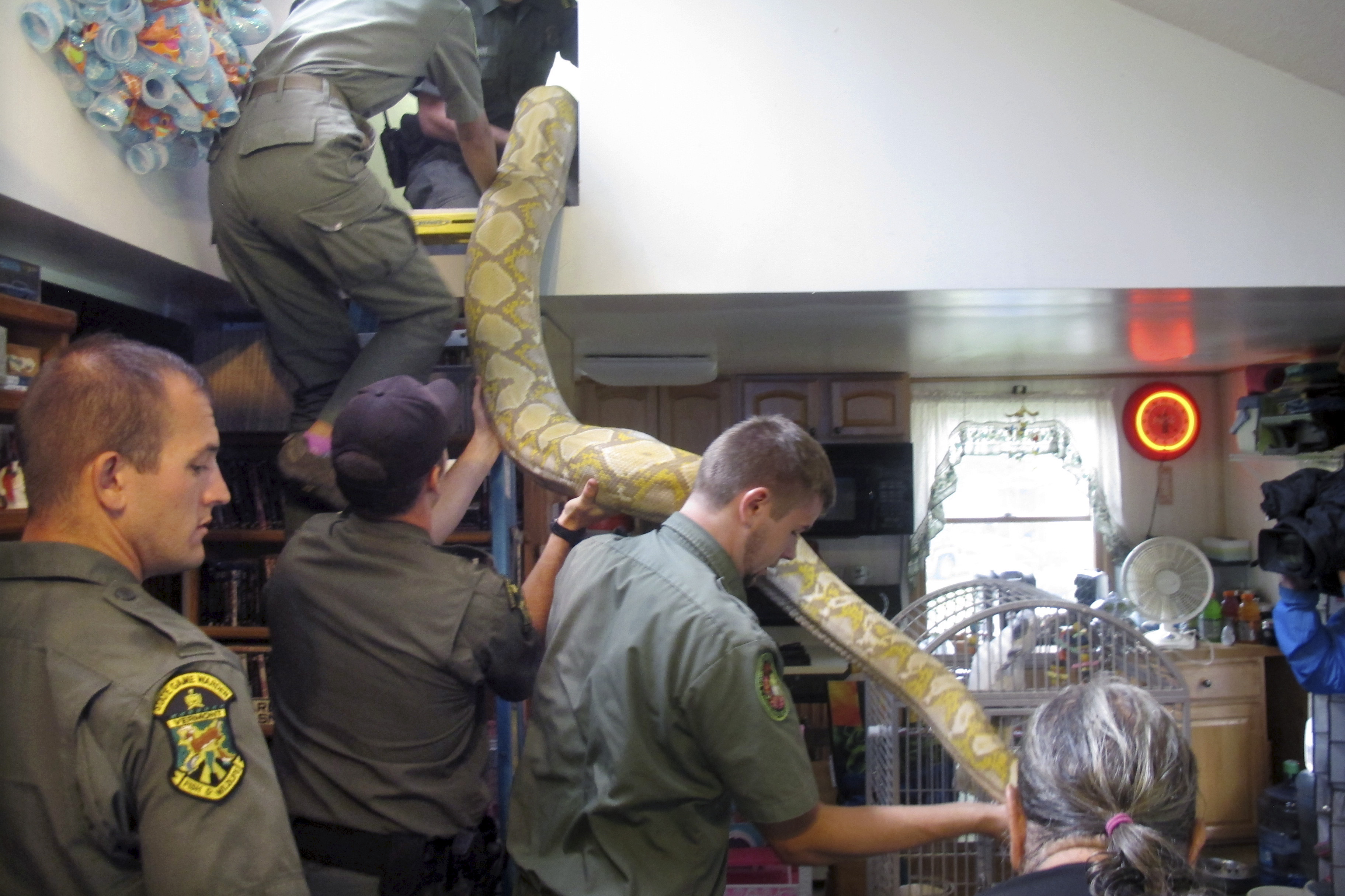 2 homeless pythons given to Vermont man headed to sanctuary