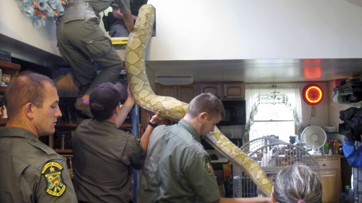 2 homeless pythons given to Vermont man headed to sanctuary