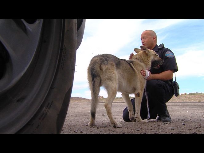 Una ciudad en UT honra a perro policía que debe retirarse por problemas de salud 