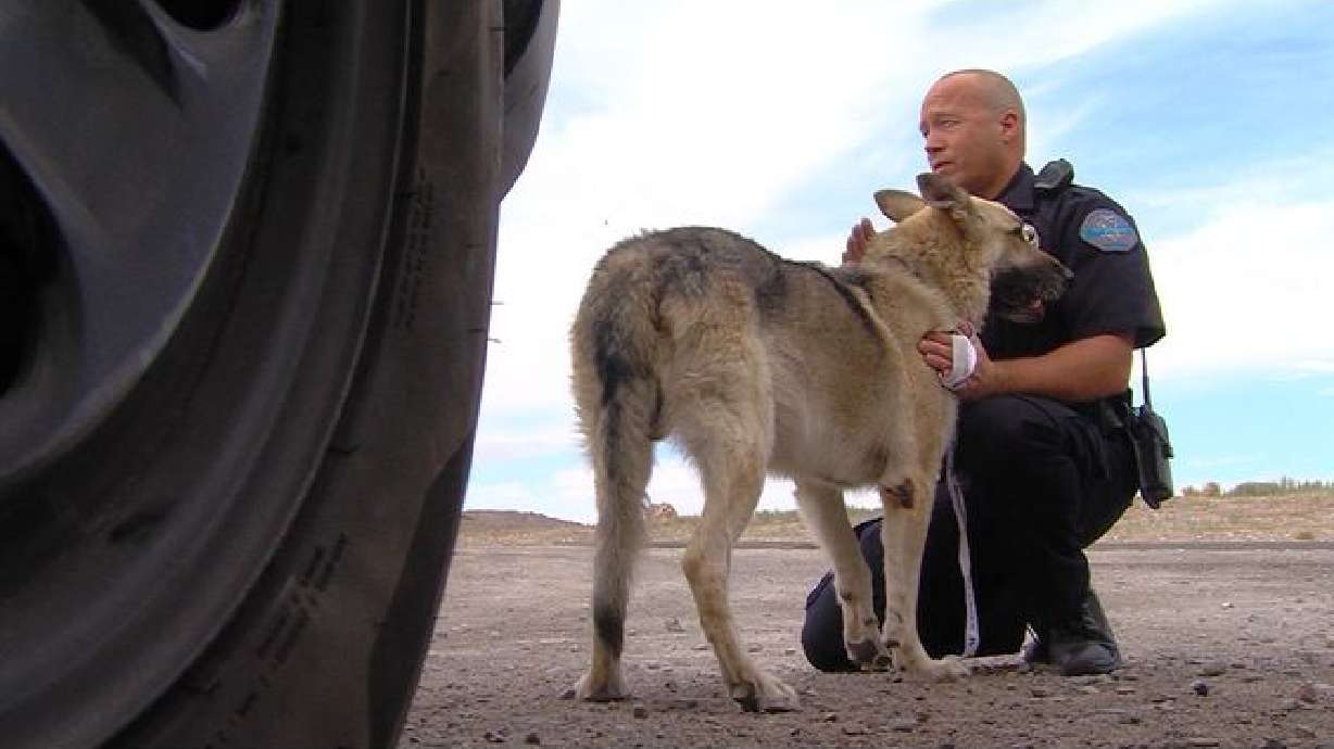 Una ciudad en UT honra a perro policía que debe retirarse por problemas de salud