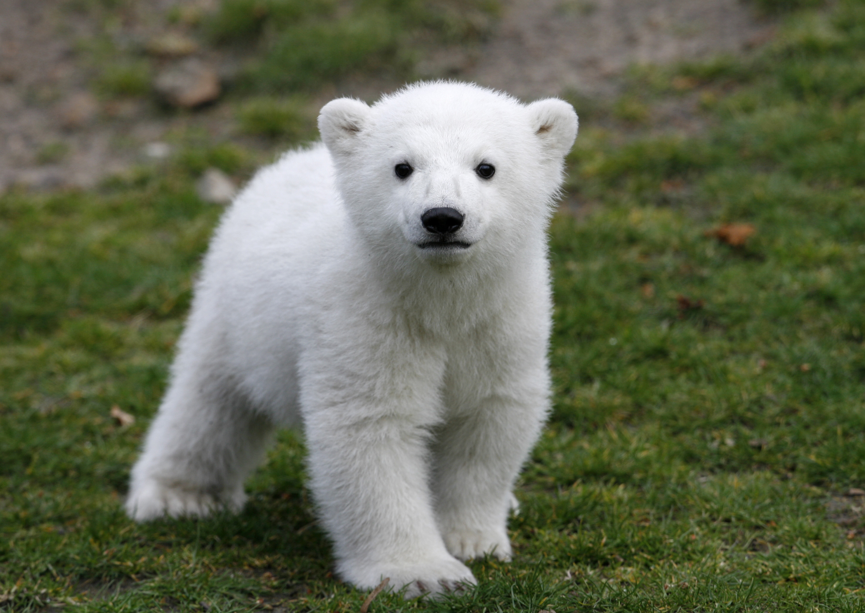What killed Knut? Riddle of polar bear's death solved