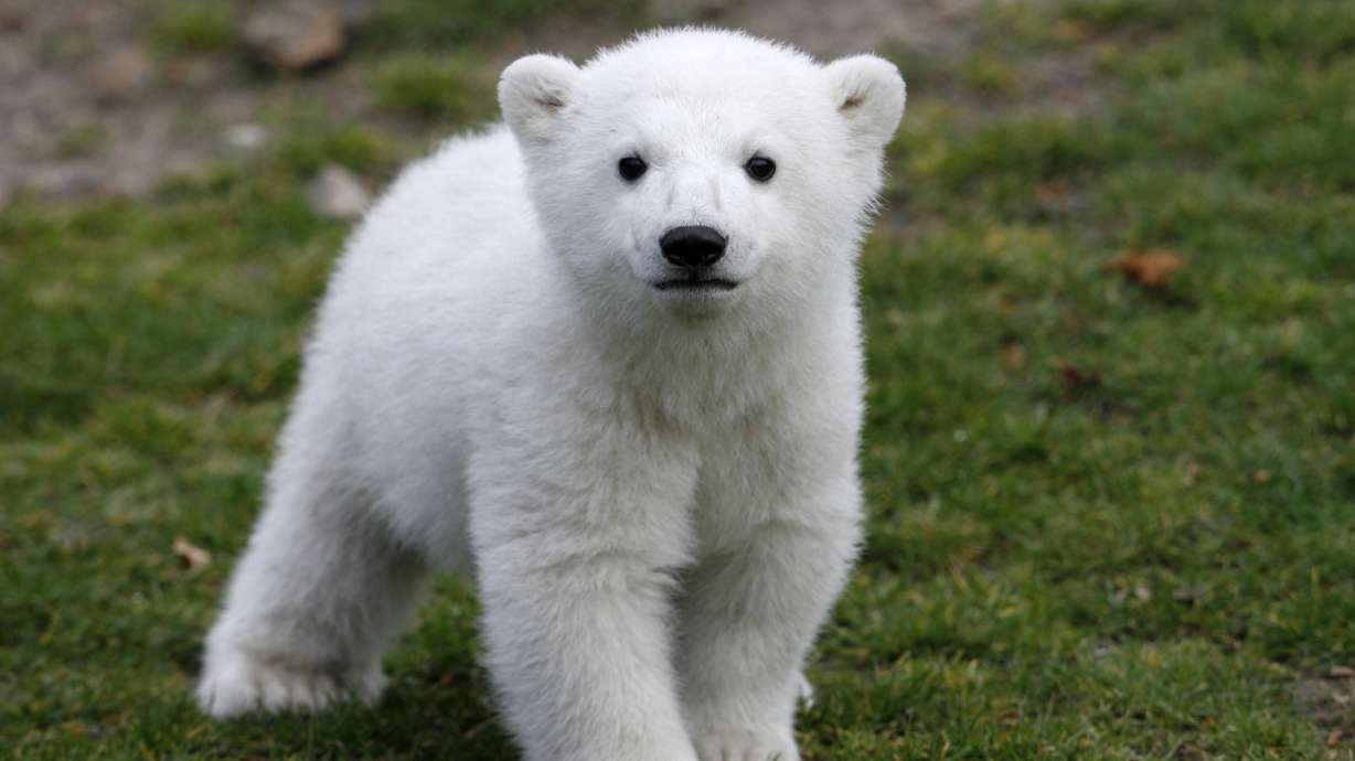 What killed Knut? Riddle of polar bear's death solved
