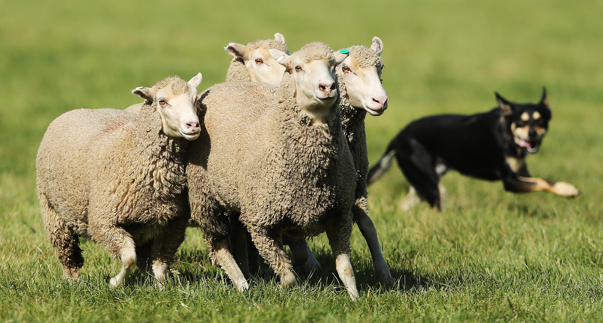 Local sheepdog handlers and their dogs learn in a Sheepdog clinic in Heber City Saturday, Aug. 29, 2015. (Photo: Jeffrey D. Allred, Deseret News)