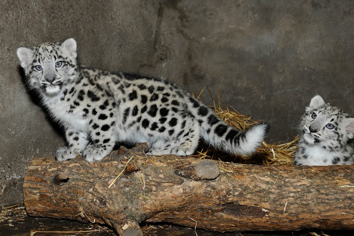 Chicago's Brookfield Zoo on Friday, August 28, 2015, shared the first pictures and video of two newborn snow leopard cubs born on June 16. The female cubs have been bonding with their mother in a behind-the-scenes den since their birth. (Photo: Chicago Zoological Society)