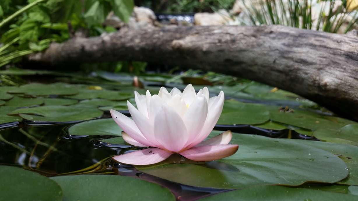 Lilly Bloom- Layton Pond | Photo Credit: Todd Ricks