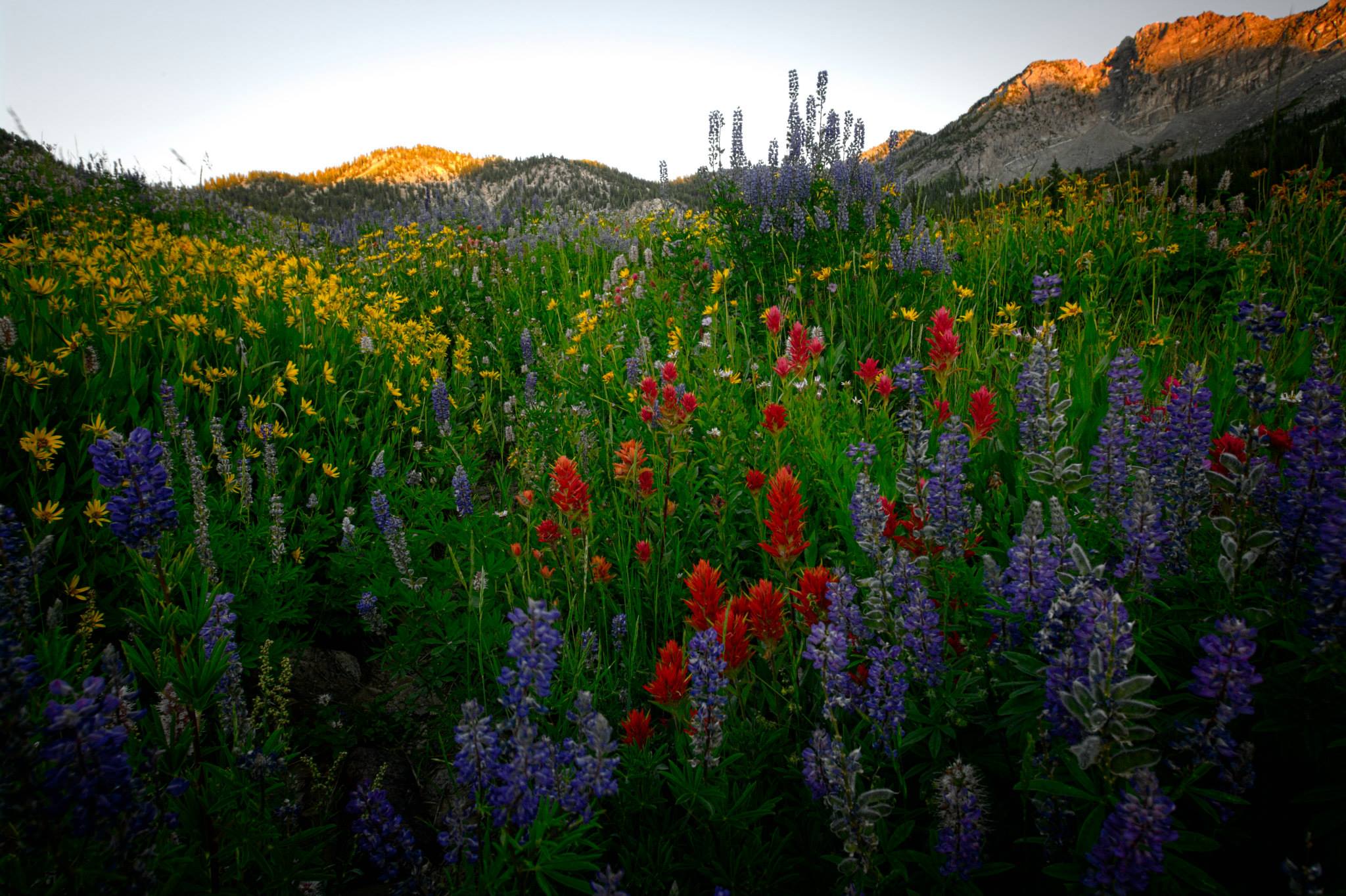 Flower Walk- Albion Basin | Photo Credit: Yiwen Chung