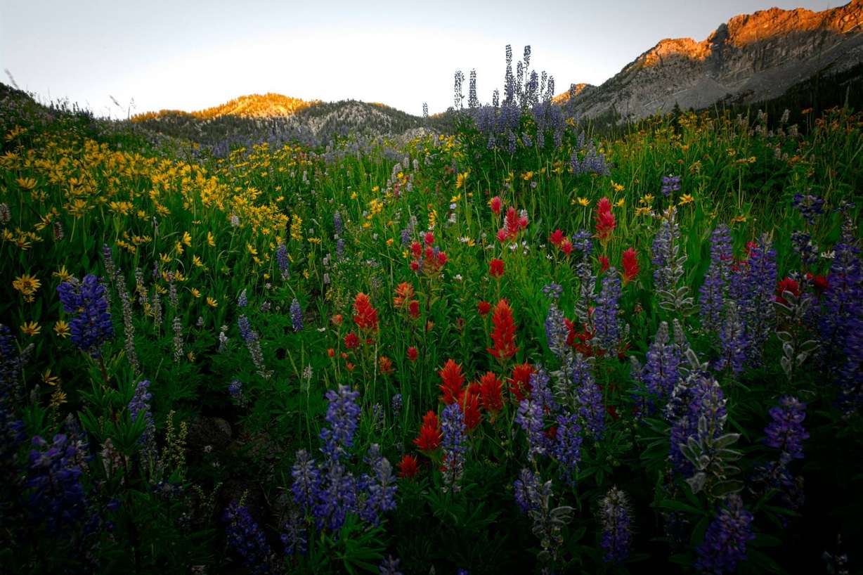 Flower Walk- Albion Basin | Photo Credit: Yiwen Chung