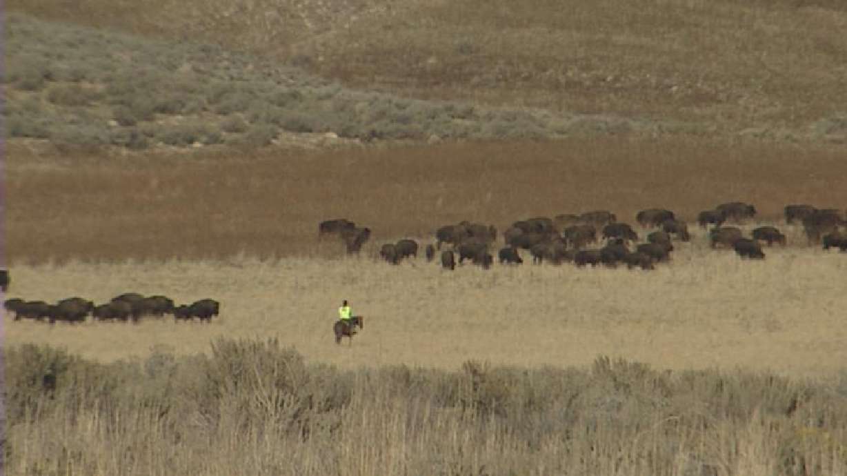It's Time for the Annual Bison Roundup