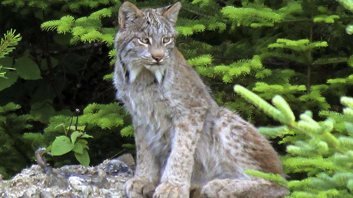 Landowners managing habitat to help Canada lynx in Maine