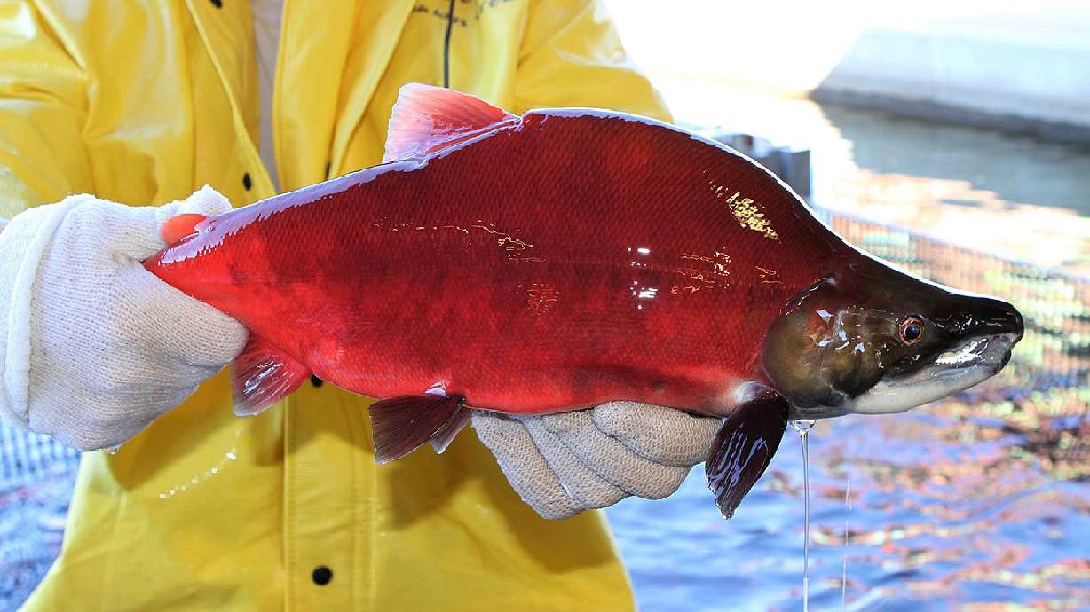 See bright red salmon spawn at DWR wildlife viewing event