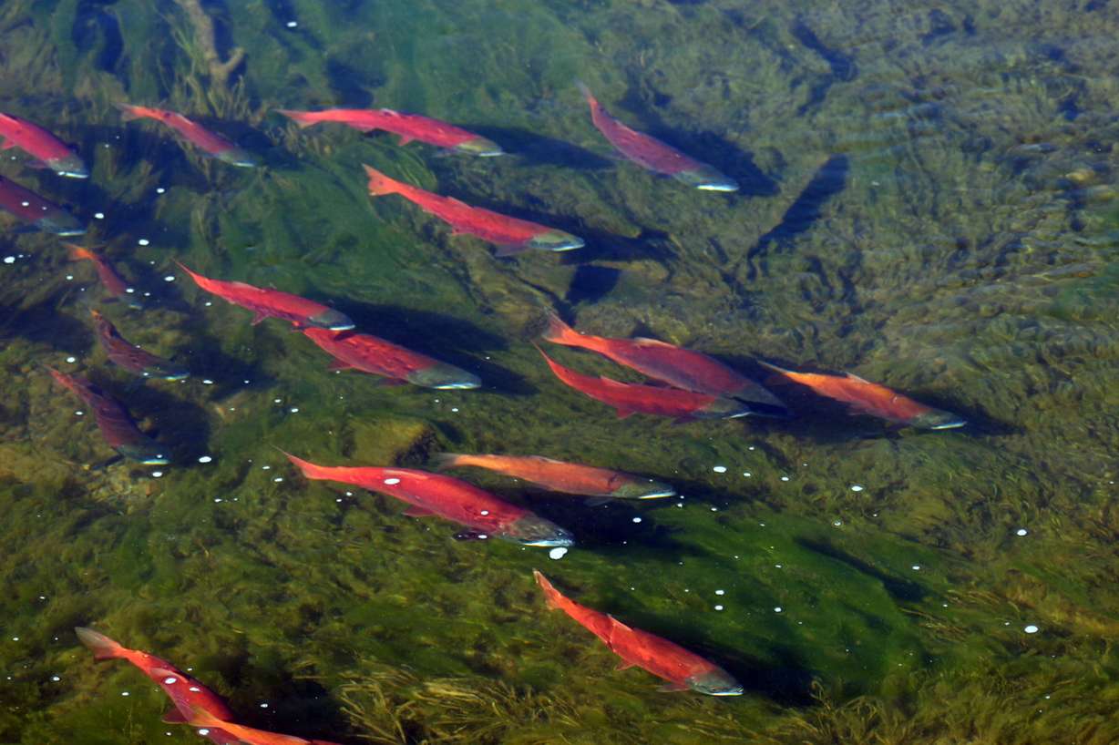 Utah's salmon populations turn bright red when they spawn and people can see the colorful fish and learn about its life cycle at two Division of Wildlife Resources events. (Photo: Scott Root, Division of Wildlife Resources )